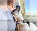 Small Photo #2 Chug Puppy For Sale in Santa Clarita, CA, USA