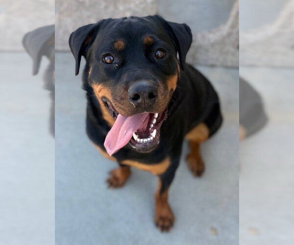 Medium Photo #1 Rottweiler-Unknown Mix Puppy For Sale in Riverside, CA, USA