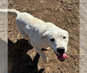 Anatolian Shepherd-Unknown Mix Dogs for adoption in Roaring River, NC, USA