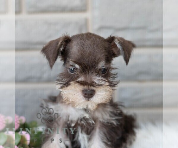 Medium Photo #4 Schnauzer (Miniature) Puppy For Sale in MIFFLINBURG, PA, USA