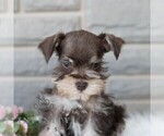 Small #3 Schnauzer (Miniature)