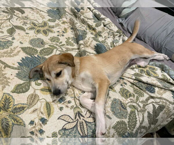 Medium Photo #2 Retriever -Unknown Mix Puppy For Sale in Canton, CT, USA