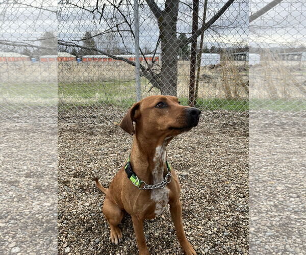 Medium Photo #8 Mutt Puppy For Sale in Emmett, ID, USA