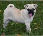 Small Photo #3 Pug Puppy For Sale in HARTLY, DE, USA