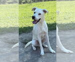 Small #2 Huskies  Mix
