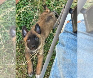 High Octane- Turbo- Located in OK - Male Mutt Dog for Adoption - Photo #8