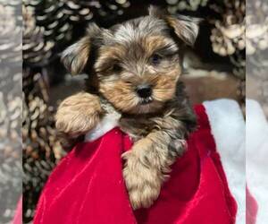 Biewer Terrier Puppy for sale in OTTAWA, KS, USA