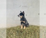 Small #1 Australian Cattle Dog