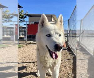 Siberian Husky Dogs for adoption in HESPERIA, CA, USA