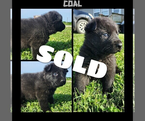 Medium Photo #5 German Shepherd Dog Puppy For Sale in BROOKFIELD, MO, USA