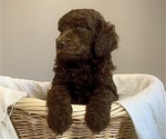 Puppy 6 Poodle (Standard)