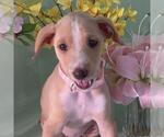 Small #1 Golden Retriever-Pembroke Welsh Corgi Mix