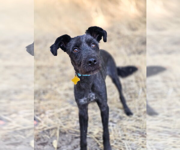 Medium Photo #5 Mutt Puppy For Sale in Sandy, UT, USA