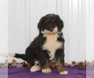Bernedoodle-Poodle (Standard) Mix Puppy for sale in MANHEIM, PA, USA