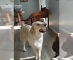 Small #4 Great Pyrenees