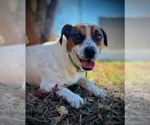 Mutt Dogs for adoption in Pacolet, SC, USA