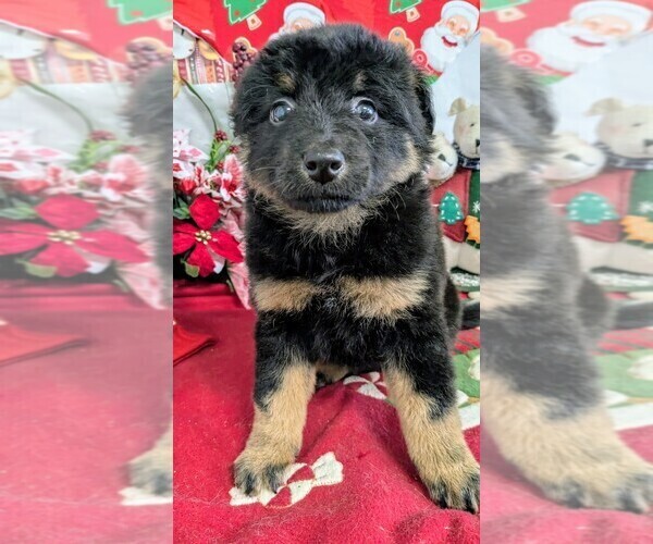 Medium Photo #1 German Shepherd Dog Puppy For Sale in HAMMOND, IN, USA