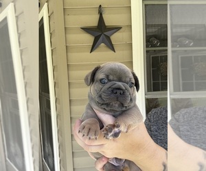 French Bulldog Puppy for sale in PARKSVILLE, KY, USA