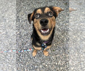 Spaniel-Unknown Mix Dogs for adoption in Bellevue, WA, USA