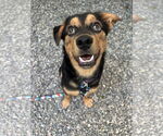 Small Spaniel Mix