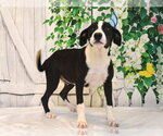 Small Border Collie Mix