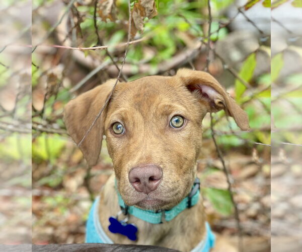 Medium Photo #3 Mutt Puppy For Sale in Mount Laurel, NJ, USA