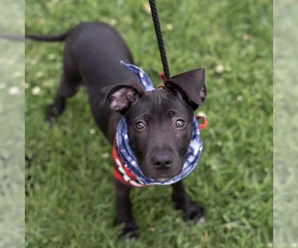 Medium Photo #7 Border Collie-Unknown Mix Puppy For Sale in San Diego, CA, USA