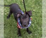 Small #6 Border Collie Mix