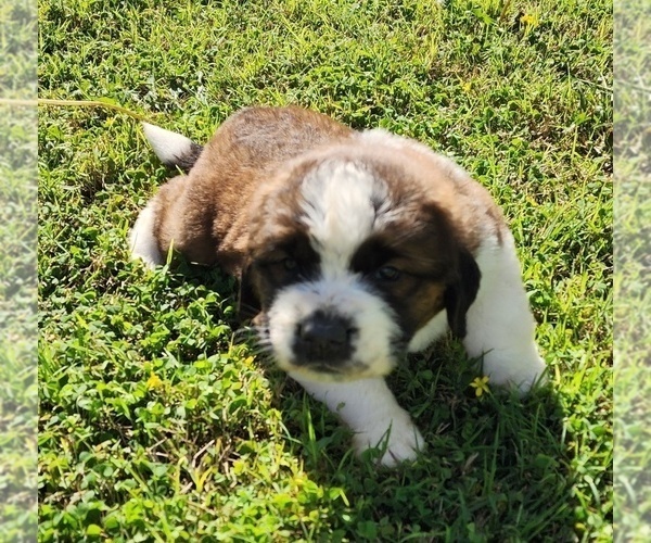 Medium Photo #57 Saint Bernard Puppy For Sale in TURLOCK, CA, USA