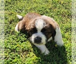 Small Photo #57 Saint Bernard Puppy For Sale in TURLOCK, CA, USA
