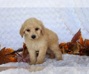 Cavapoo Puppy for sale in SHILOH, OH, USA