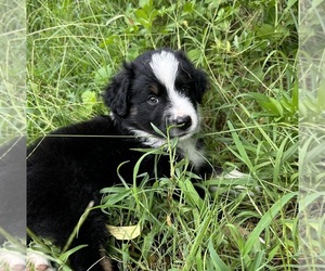 Miniature Australian Shepherd Puppy for sale in OCALA, FL, USA