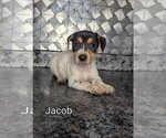 Small #3 Jack Russell Terrier