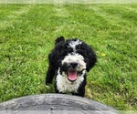 Puppy 1 Bernedoodle