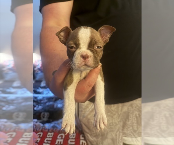 Medium Photo #7 Boston Terrier Puppy For Sale in WAHNETA, FL, USA