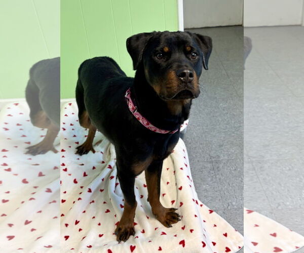 Medium Photo #2 Rottweiler-Unknown Mix Puppy For Sale in Spring Lake, NJ, USA