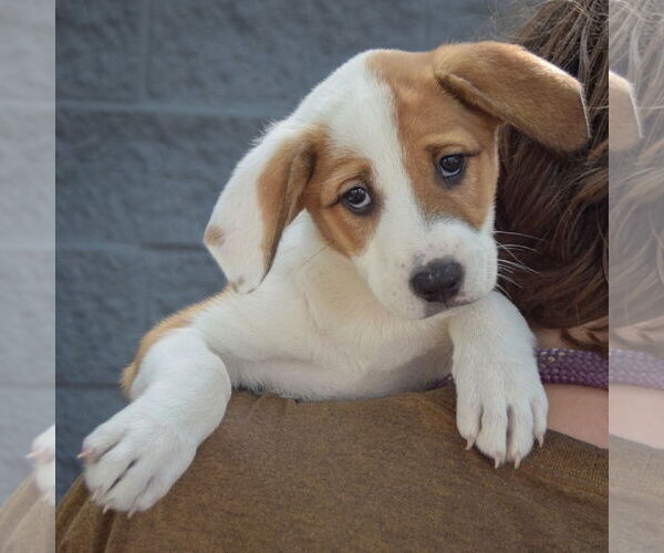 Medium Photo #5 Mutt Puppy For Sale in Huntley, IL, USA