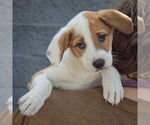 Small #4 Mutt