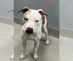 FLACKO - Male Mutt Dog for Adoption - Small photo