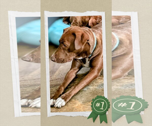 Medium Photo #5 Retriever -Unknown Mix Puppy For Sale in columbia, SC, USA