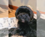 Small #8 Shih Tzu Mix