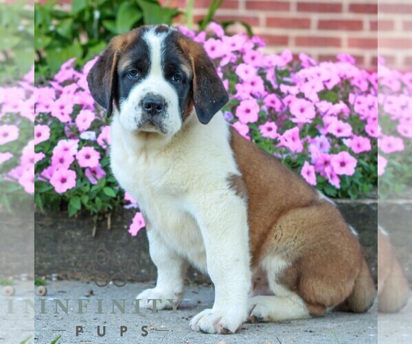 Medium Photo #3 Saint Bernard Puppy For Sale in MARIETTA, PA, USA