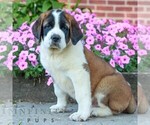 Small #2 Saint Bernard