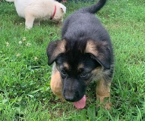 German Shepherd Dog Puppy for sale in BLAIRSVILLE, GA, USA