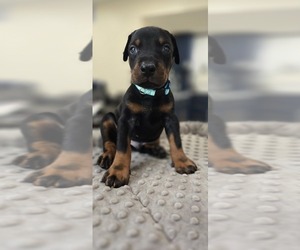 Medium Doberman Pinscher
