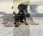 Puppy L Blue collar Doberman Pinscher