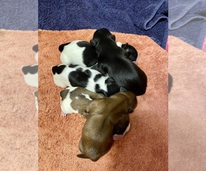 Shih Tzu Litter for sale in KETTLE FALLS, WA, USA