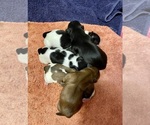 Image preview for Ad Listing. Nickname: Litter of 4