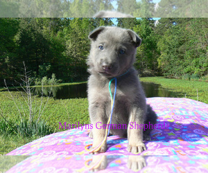 German Shepherd Dog Puppy for Sale in PIEDMONT, Missouri USA