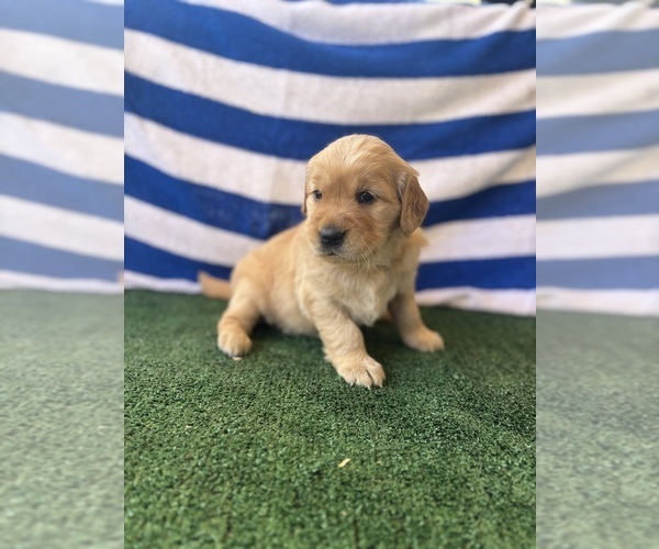 Medium Photo #6 Golden Retriever Puppy For Sale in CERES, CA, USA